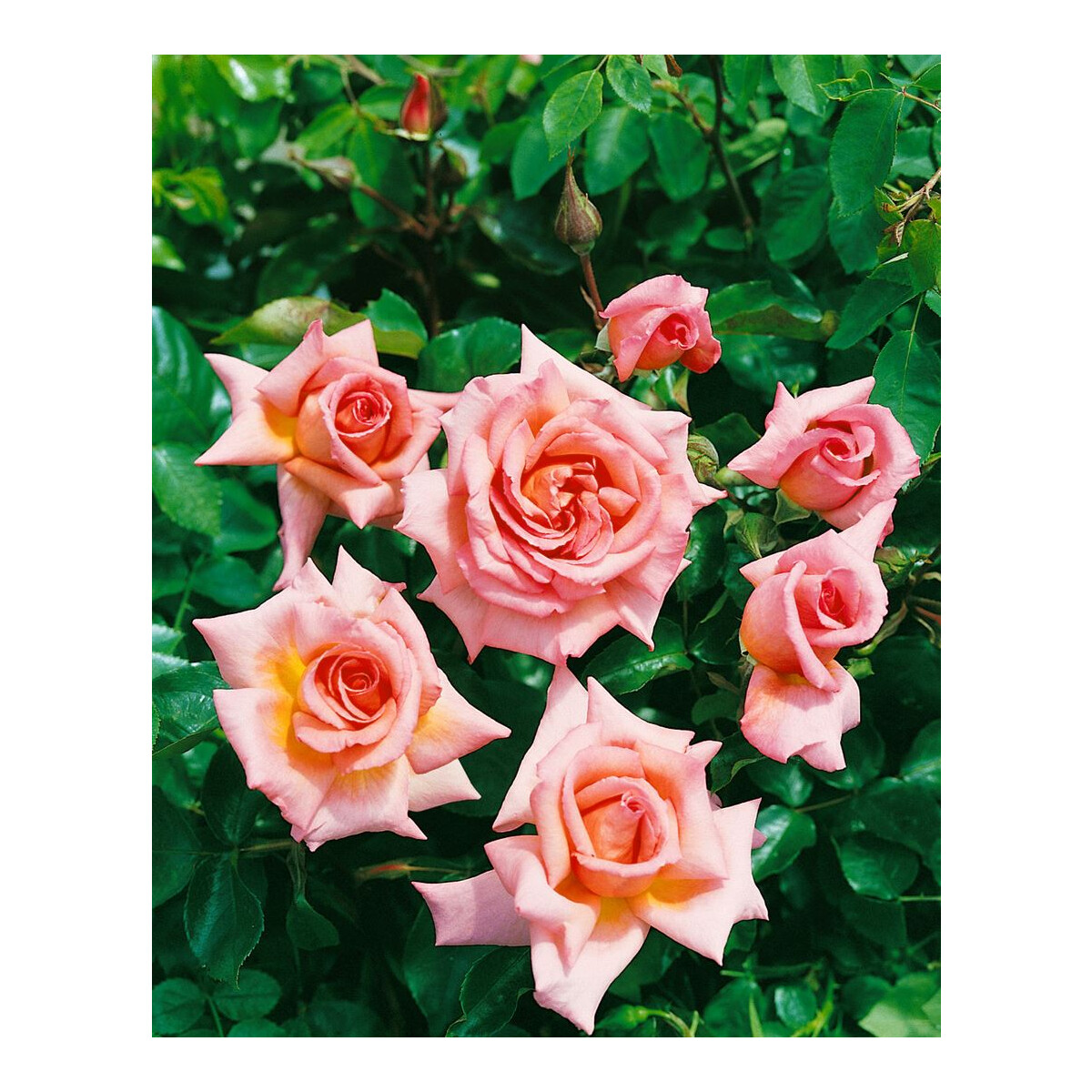 Seidenblumen 10 x Rose Rosenköpfe  kirschfarben  Kunstblumen