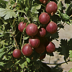 Ribes uva-crispa Hinnonm&auml;ki rot