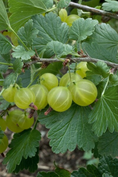 Ribes uva-crispa \'Hinnonmäki Grün\' - Stachelbeere