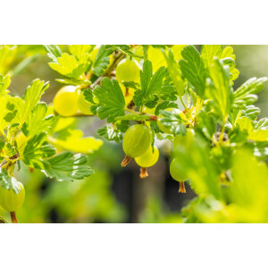 Ribes uva-crispa Hinnonm&auml;ki Gr&uuml;n