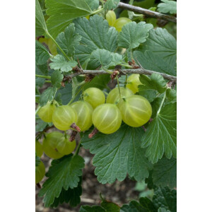 Ribes uva-crispa Hinnonm&auml;ki Gr&uuml;n