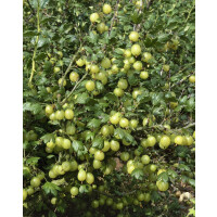 Ribes uva-crispa Hinnonmäki gelb
