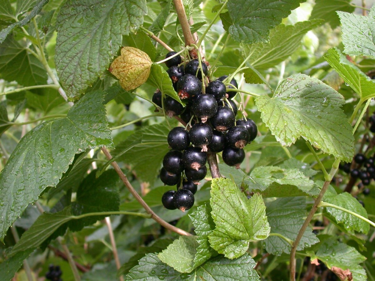 Ribes nigrum Schwarze Johannisbeere - \'Titania