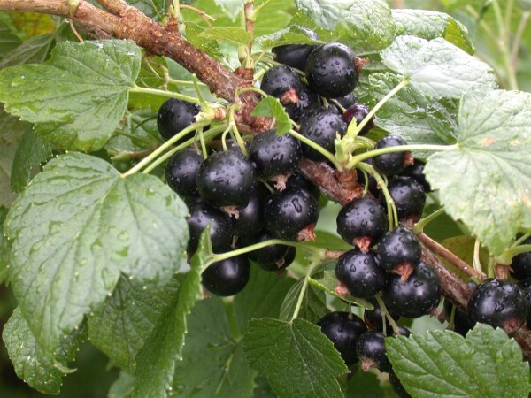 Ribes nigrum \'Titania\' - Schwarze Johannisbeere | Obstbäume & Gemüsepflanzen