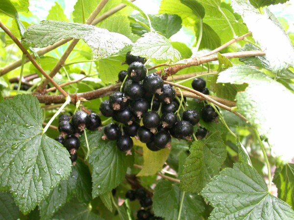 übergroß Ribes nigrum - Schwarze \'Titania\' Johannisbeere