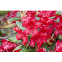 Rhododendron yakusimanum Bohlkens Roter Stern