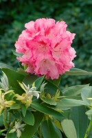 Rhododendron yak.Tina Heinje