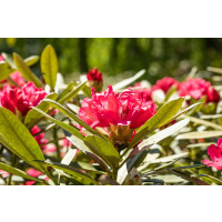 Rhododendron yak.Sneezy