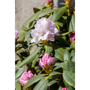 Rhododendron yak.Schneekrone