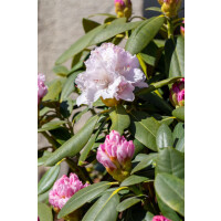 Rhododendron yak.Schneekrone