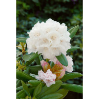 Rhododendron yak.Schneekissen