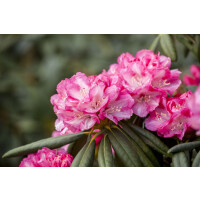 Rhododendron yak.Pink Cherub