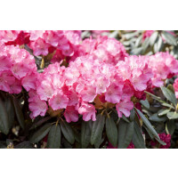 Rhododendron yak.Pink Cherub