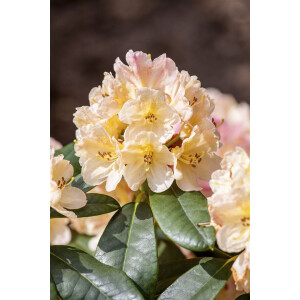 Rhododendron yak.Percy Wiseman
