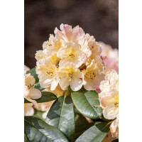 Rhododendron yak.Percy Wiseman