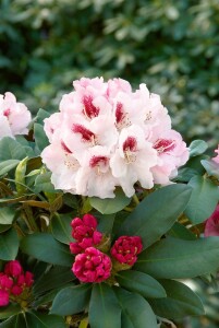 Rhododendron yak.Nicoletta  -R-