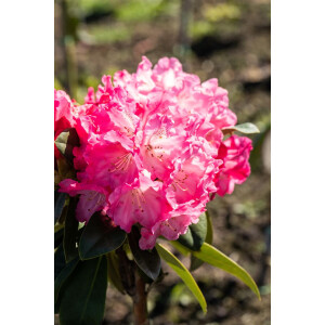 Rhododendron yak.Morgenrot