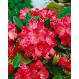 Rhododendron yak.Morgenrot