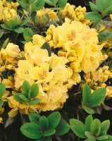 Rhododendron yak.Millenium Gold