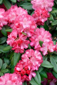 Rhododendron yak.Marlis