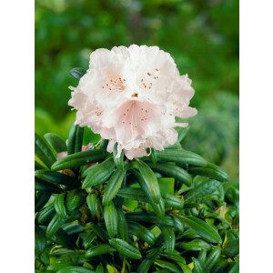 Rhododendron yak.Makiyak