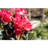 Rhododendron yak.Lampion