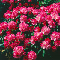 Rhododendron yak.Kalinka