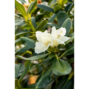 Rhododendron yak.Flava