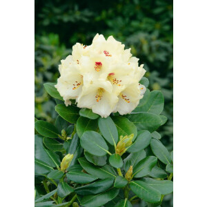 Rhododendron yak.Flava