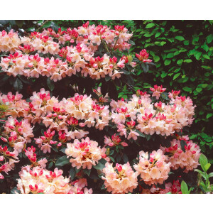 Rhododendron yak.Dreamland