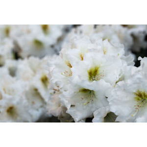 Rhododendron yak.Bohlkens Snow Fire -R-