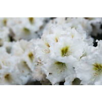 Rhododendron yak.Bohlkens Snow Fire -R-