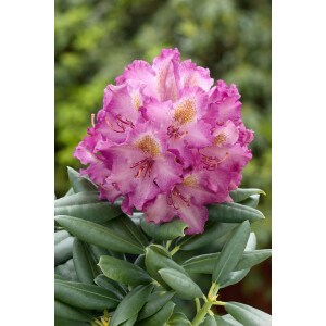 Rhododendron yak.Bohlkens Lupinenbg.-R-