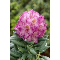 Rhododendron yak.Bohlkens Lupinenbg.-R-