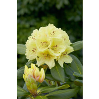 Rhododendron yak.Bohlkens Laura  -R-