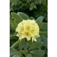 Rhododendron yak.Bohlkens Laura  -R-