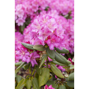 Rhododendron yak.Blurettia