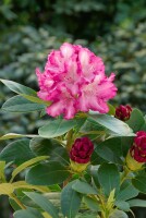 Rhododendron yak.Blurettia