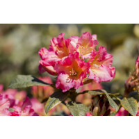 Rhododendron yak.Barbarella