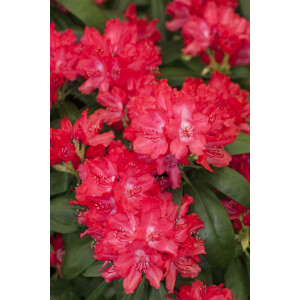 Rhododendron yak.Astrid  -R-