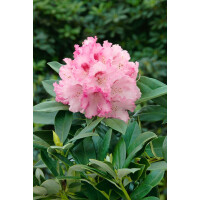 Rhododendron yak.Arabella