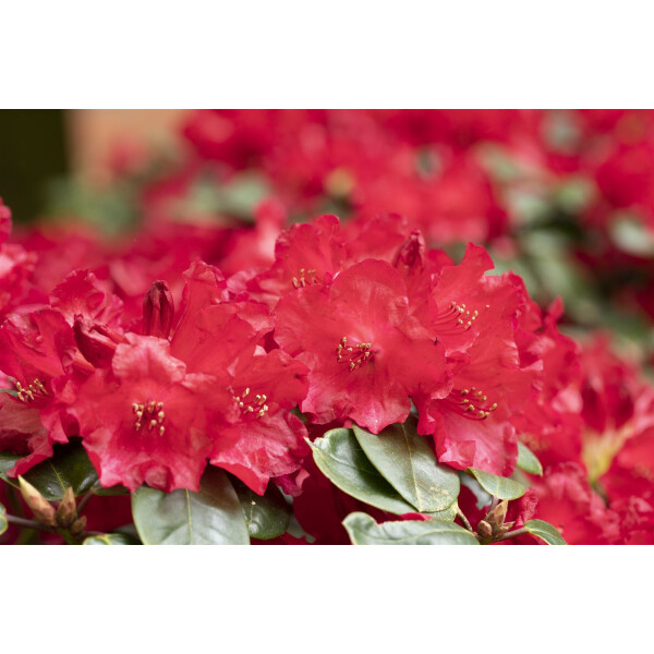 Rhododendron williams.Tromba