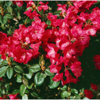 Rhododendron williams.Tromba