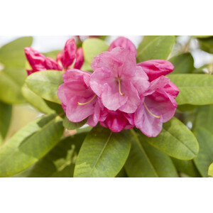 Rhododendron williams.Gartendir. Glocker