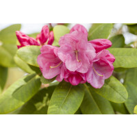 Rhododendron williams.Gartendir. Glocker