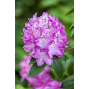Rhododendron williams.Andrea