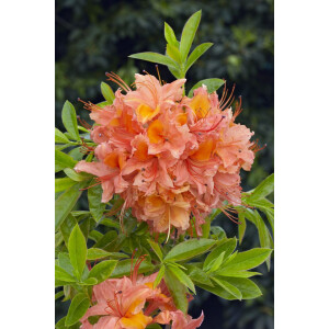 Rhododendron viscosum Quiet Thoughts