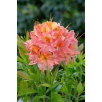 Rhododendron viscosum Quiet Thoughts