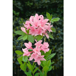 Rhododendron viscosum Pennsylvania