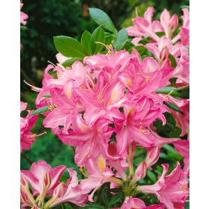 Rhododendron viscosum Pennsylvania